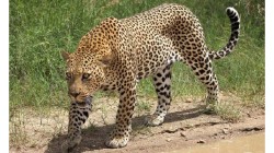 भालुबाङमा चितुवाको आक्रमणमा दुई जना घाइते, प्रहरीको सहयोगमा चितुवा नियन्त्रणमा