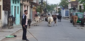 नेपालगञ्जमा छाडा पशु व्यवस्थापन: आज पनि लगियो झण्डै २ दर्जन पशुलाई कान्जीहाउस