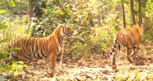 नेपालमा धान्न सक्ने बाघको संख्या ४ सय