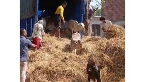 नेपालगञ्जस्थित कान्जी हाउसका पशुलाई राप्तीसोनारीको 'गौ' सेवा धाममा स्थानान्तरण