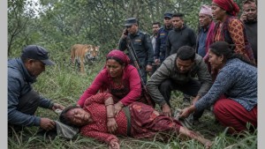 निकुञ्ज क्षेत्रको जङ्गलमा घाँस काट्न गएकी महिलामाथि बाघको आक्रमण, अवस्था गम्भीर
