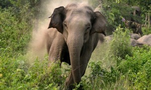 घरभित्रै छिरेको जंगली हात्तीको आक्रमणमा महिलाको मृत्यु