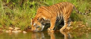 बाघ गणना सुरु,यसअघिको गणनामा बाँके निकुञ्जमा २५ बाघ