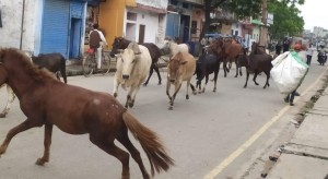 छाडा पशु चौपाया व्यवस्थापनमा नेपालगञ्ज उपमहानगरको अभियान निरन्तर