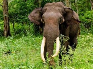 जंगली हात्तीको आक्रमणमा एक जनाको मृत्यु