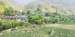 आलुसँग चामल साटेर गुजारा गर्नुपर्ने बाध्यता..