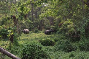 राष्ट्रिय निकुञ्ज घुम्नेमा स्वदेशी भन्दा विदेशी बढी