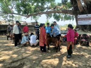 दाङको दंगीशरणमा पशु स्वास्थ्य शिविर