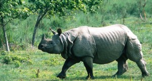 गैंडाको आक्रमणमा एक महिलाको मृत्यु, दुई जना रुख चढेर ज्यान जोगाए