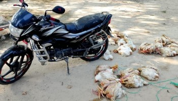 साईगाउँबाट एउटा मोटरसाइकलसहित १ क्विन्टल कुखुरा सशस्त्र प्रहरीको नियन्त्रणमा