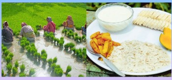 आज राष्ट्रिय धान दिवस तथा दही चिउरा खाने दिन