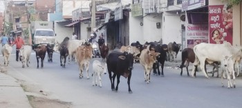 नेपालगञ्ज उपमहानगरको छाडा पशु नियन्त्रण अभियान:थप ३ दर्जन पशु कान्जीहाउस लगियो