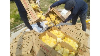 नेपालगन्जबाट ५ लाख रुपैयाँ बढीको अवैध चल्ला बरामद