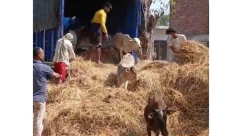 नेपालगञ्जस्थित कान्जी हाउसका पशुलाई राप्तीसोनारीको 'गौ' सेवा धाममा स्थानान्तरण