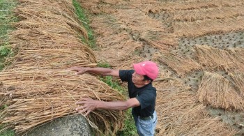 वर्षाले किसानलाई पाकेको धान भित्र्याउनै समस्या