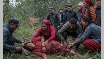 निकुञ्ज क्षेत्रको जङ्गलमा घाँस काट्न गएकी महिलामाथि बाघको आक्रमण, अवस्था गम्भीर