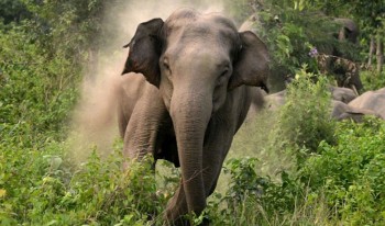 जङ्गली हात्तीको आक्रमणमा ६० वर्षीय पुरुषको घटनास्थलमै मृत्यु