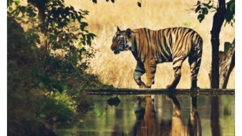 कालिमाटी गाउँपालिकाले माग्यो बाघ मार्ने आदेश