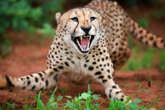 एकैदिन चितुवाको आक्रमणमा बर्दियामा दुई जनाको मृत्यु