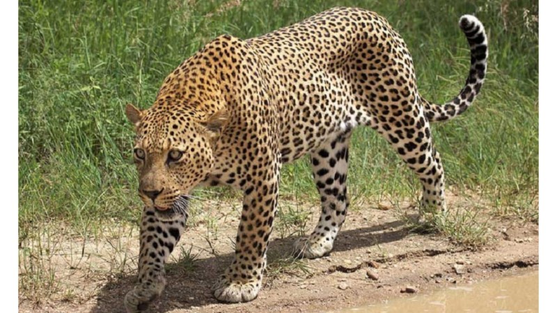 भालुबाङमा चितुवाको आक्रमणमा दुई जना घाइते, प्रहरीको सहयोगमा चितुवा नियन्त्रणमा