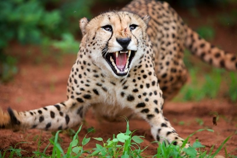 एकैदिन चितुवाको आक्रमणमा बर्दियामा दुई जनाको मृत्यु