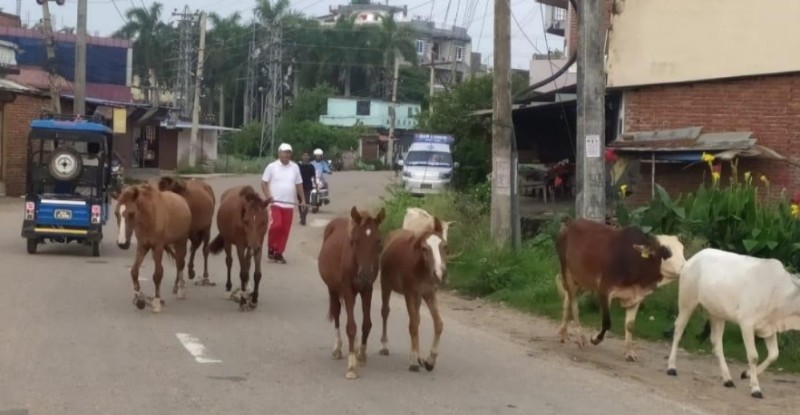 नेपालगञ्जका दर्जनबढी छाडा पशुचौपायालाई नियन्त्रणमा लिएर कान्जीहाउस पुर्‍याइयो