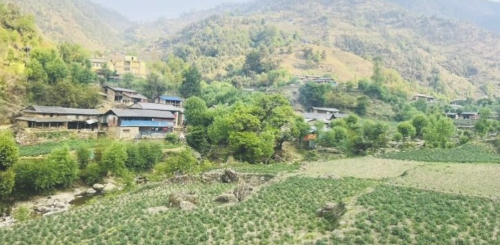 आलुसँग चामल साटेर गुजारा गर्नुपर्ने बाध्यता..