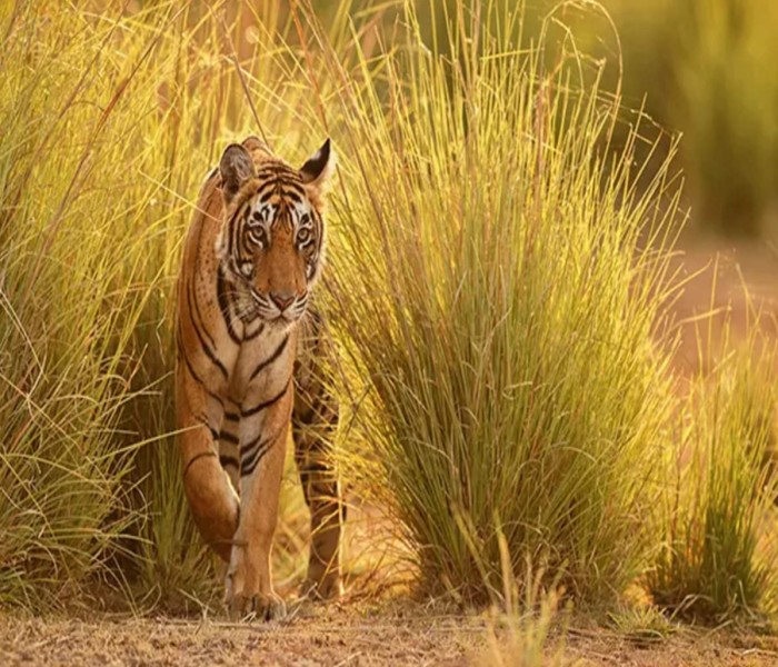 ठाकुरद्वारामा बाघको आक्रमणबाट एक महिलाको मृत्यु